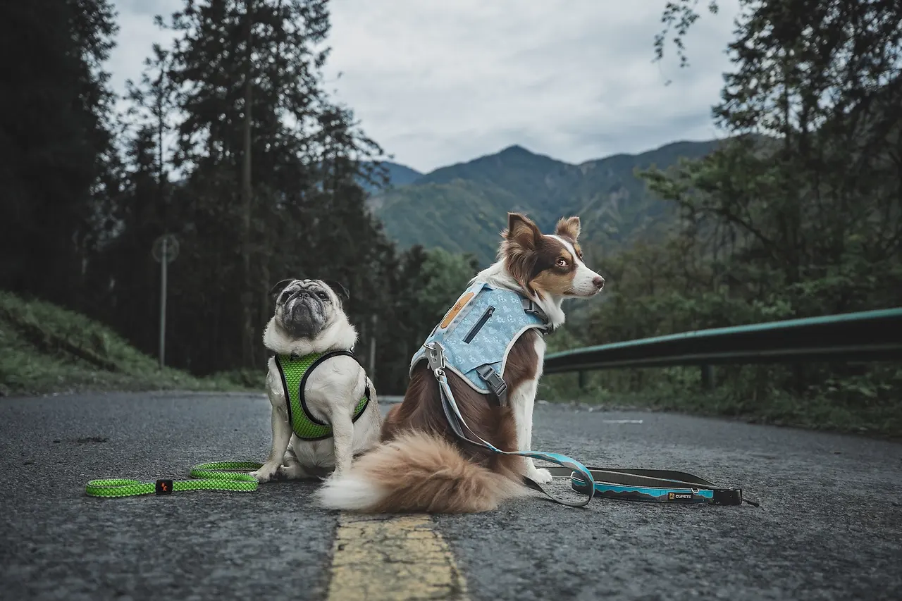 How to Take Excellent Amazon Pet Supplies Photos