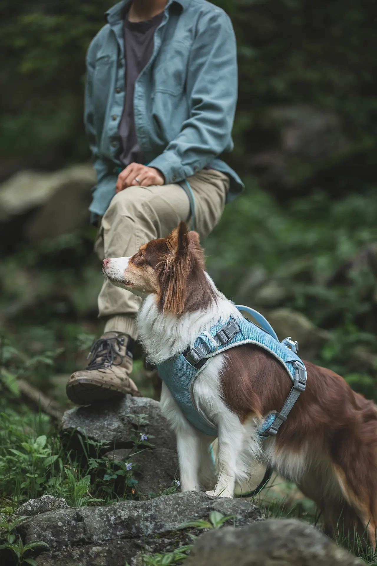 Capture natural moments of pet interaction when photographing pet supplies