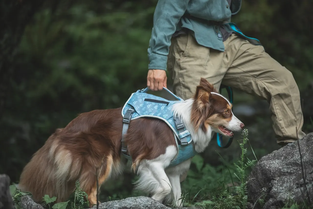 Post retouching of Amazon pet supply photos